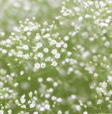 GYPSOPHILA paniculata (Baby's Breath, Perennial)