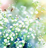 GYPSOPHILA paniculata (Baby's Breath, Perennial)