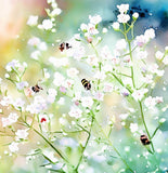 GYPSOPHILA paniculata (Baby's Breath, Perennial)