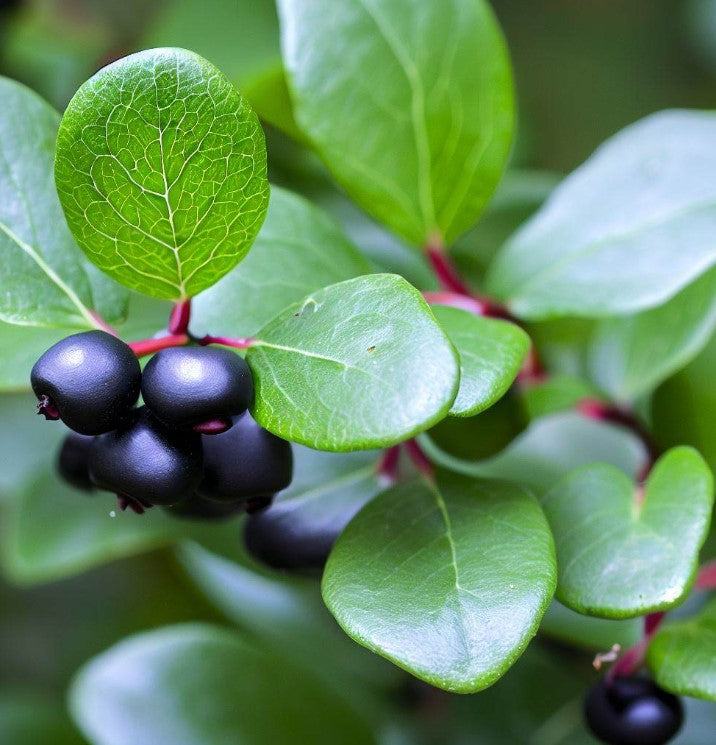 Shallon Gaultheria shallon (Shallon, Lemon Leaf) – MySeedsCo