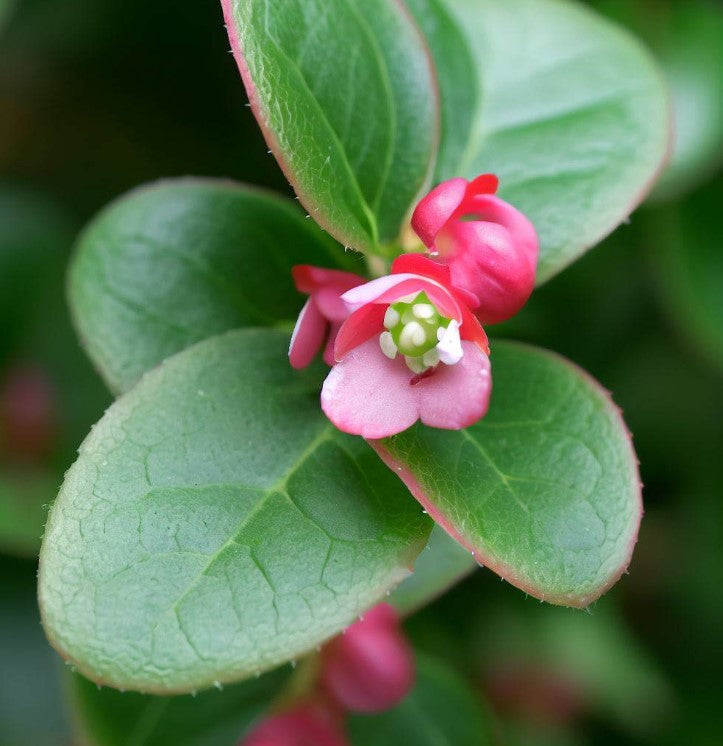 Shallon Gaultheria shallon (Shallon, Lemon Leaf) – MySeedsCo