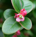 Gaultheria shallon (Shallon, Lemon Leaf)