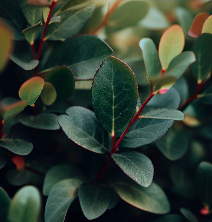 Shallon Gaultheria shallon (Shallon, Lemon Leaf) – MySeedsCo