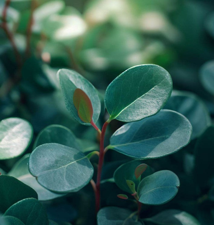 Shallon Gaultheria shallon (Shallon, Lemon Leaf) – MySeedsCo