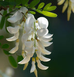 Genista monosperma (Bridalveil Woodwaxen)
