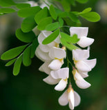 Genista monosperma (Bridalveil Woodwaxen)