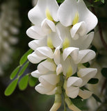 Genista monosperma (Bridalveil Woodwaxen)