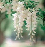 Genista monosperma (Bridalveil Woodwaxen)