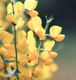 Genista tinctoria (Common Woodwaxen)