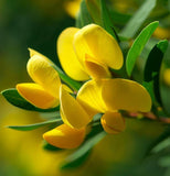 Genista tinctoria (Common Woodwaxen)