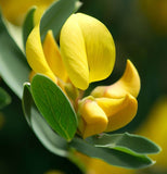 Genista tinctoria (Common Woodwaxen)