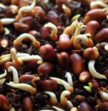 Germinated Seeds of Camellia sinensis (Tea, Tea Plant, Tea Camellia)