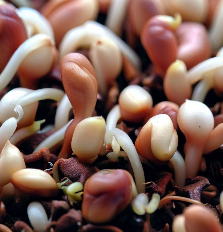 Germinated Seeds of Camellia sinensis (Tea, Tea Plant, Tea Camellia)