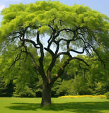 Gleditsia triacanthos (Honey locust, Honeylocust)