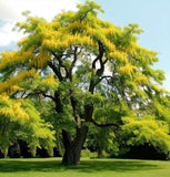 Gleditsia triacanthos (Honey locust, Honeylocust)