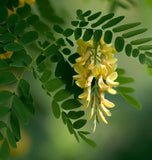 Gleditsia triacanthos inermis (Thornless Honeylocust)