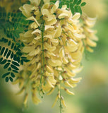 Gleditsia triacanthos inermis (Thornless Honeylocust)