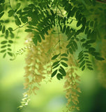 Gleditsia triacanthos inermis (Thornless Honeylocust)