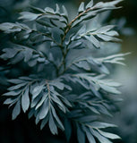 Grevillea robusta (Silk Oak, Southern Silky Oak, Australian Silver Oak)