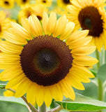 HELIANTHUS Annuus 'Lemon Queen' (Sunflower - Lemon Queen)