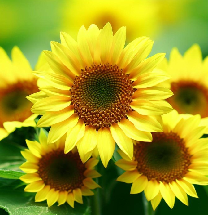 HELIANTHUS Annuus 'Sunspot' (Sunflower, Dwarf Single - Sunspot) – MySeedsCo
