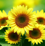 HELIANTHUS Annuus 'Sunspot' (Sunflower, Dwarf Single - Sunspot)