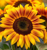 HELIANTHUS Annuus 'Autumn Beauty' (Sunflower - Autumn Beauty)