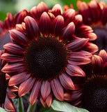 HELIANTHUS annuus 'Chocolate Cherry' (Sunflower - Chocolate Cherry)