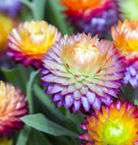 HELICHRYSUM bracteatum (Strawflower, Dwarf Mixed)