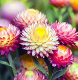 HELICHRYSUM bracteatum (Strawflower, Dwarf Mixed)