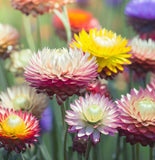 HELICHRYSUM bracteatum (Strawflower, Tall Mixed)