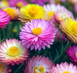 HELIPTERUM roseum (Paper Daisy)