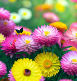 HELIPTERUM roseum (Paper Daisy)