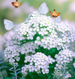 IBERIS amara 'Empress' (Rocket Candytuft)