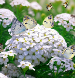 IBERIS amara 'Empress' (Rocket Candytuft)