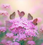 IBERIS umbellata (Annual Candytuft)