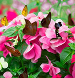 IMPATIENS balsamina 'Bush Mix' (Balsam - Bush Mix)