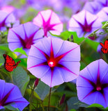 IPOMOEA purpurea 'Grandpa Ott' (Morning Glory, Purple with Red Star)