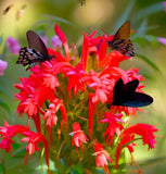 IPOMOPSIS rubra (Gilia)