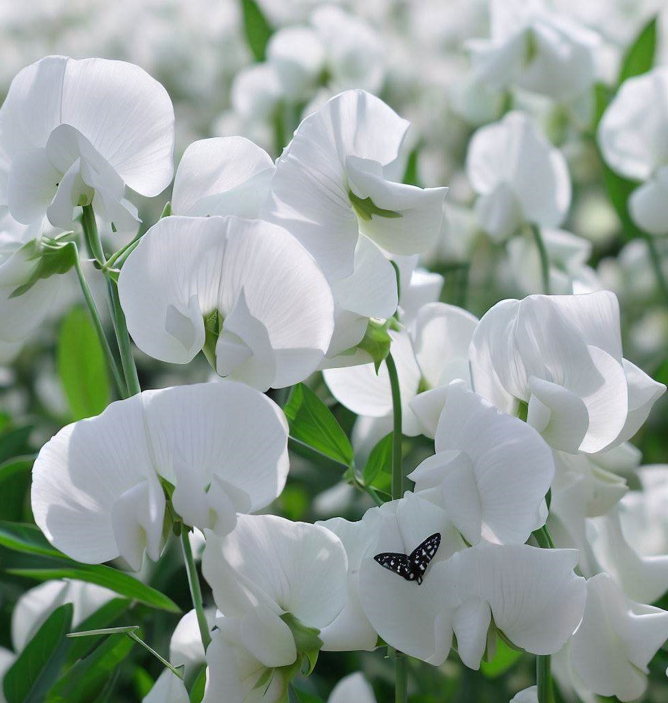 LATHYRUS odoratus 'High Scent' (Annual Sweet Pea, Very Fragrant - High Scent)