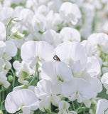 LATHYRUS odoratus 'High Scent' (Annual Sweet Pea, Very Fragrant - High Scent)