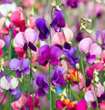 LATHYRUS odoratus 'Knee High Mix' (Annual Sweet Pea, Semi-Dwarf - Knee High Mix)