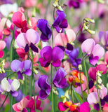 LATHYRUS odoratus 'Mammoth Mix' (Annual Sweet Pea, Long Stemmed - Mammoth Mix)