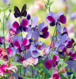 LATHYRUS odoratus 'Knee High Mix' (Annual Sweet Pea, Semi-Dwarf - Knee High Mix)