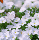 LINANTHUS grandiflorus (Mountain Phlox)