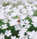 LINANTHUS grandiflorus (Mountain Phlox)