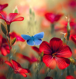 LINUM grandiflorum rubrum (Scarlet Flax)