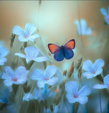 LINUM perenne (Blue Flax)