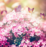 LOBULARIA Maritima (Sweet Alyssum, Dwarf Pink)