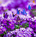 LOBULARIA Maritima 'Royal Carpet' (Sweet Alyssum, Dwarf Purple - Royal Carpet)